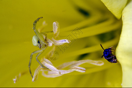 露天花粉奇异果雌蕊头发宏观鱼科双翅胫骨昆虫网络花园图片