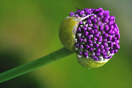 蓝底绿色背景金银花叶子花粉蓝色交换花瓣宏观花园阴影硅烷图片