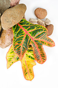 带有彩叶的石头治疗环境卵石岩石生活平衡植物群叶子药品身体图片