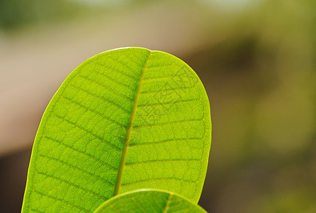 绿叶纹理植物学文化幼苗植物群发芽光合作用环境绿色生态植物图片