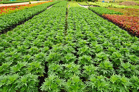 泰国农场的同种树苗种类相同幼苗栽培土地植物生长美食发芽绿色收成生产图片