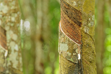 橡胶树背景 泰国橡胶树种植园 Sosea热带收藏树液橡皮乳胶叶子现金植物群风景森林图片