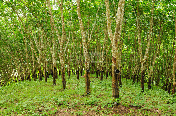橡胶树背景 泰国橡胶树种植园 Sosea水平收藏牛奶橡皮树液绿色热带风景叶子图片