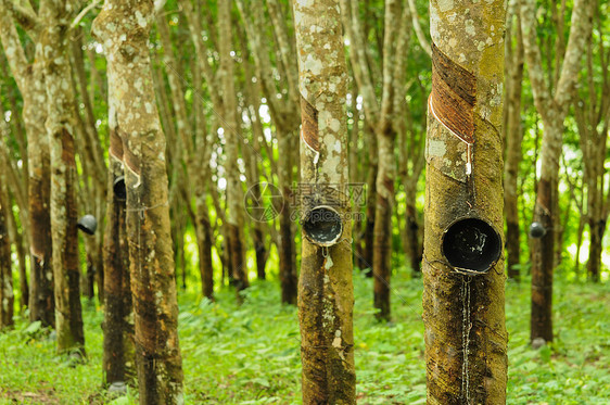 橡胶树背景 泰国橡胶树种植园 Sosea风景收藏森林热带水平植物群叶子牛奶乳胶图片