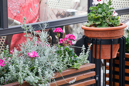 锅中的花朵休息街道场景座位红色花园桌子家具园艺粉色图片