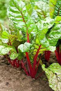 花园里有木雕营养素植物矿物紫色绿色树叶橙子粉色彩虹食物图片