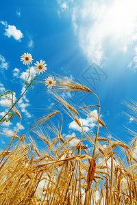 白花 阳光明媚的天空下有小麦图片