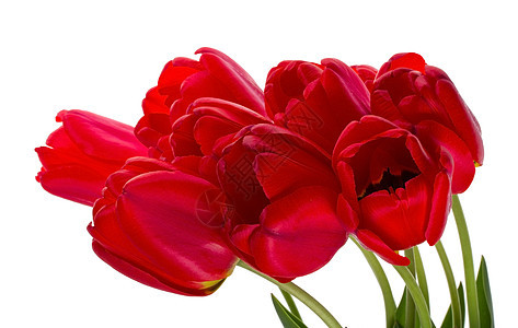 红色郁金香花束叶子礼物绿色脆弱性花瓣植物白色图片