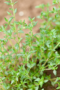 新鲜绿色百草新药草树叶多叶植物香料营养生长蔬菜味道草本植物食物图片