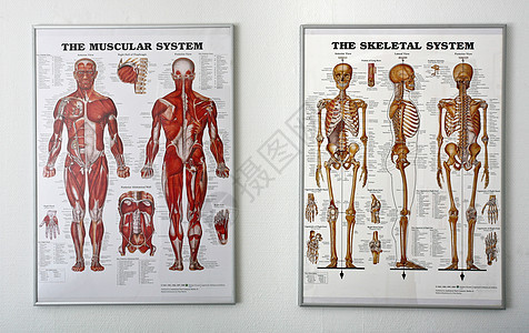 脊甲状腺活性诊所绘画按摩师脊椎按摩压力治疗师疗法训练运动药品图片