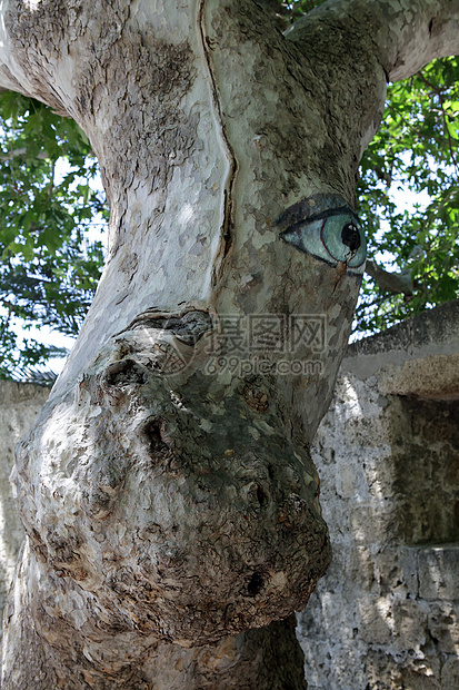 罗兹  花生树 看观光客树干梧桐梧桐树叶子白色植物群绿色公园车前草图片