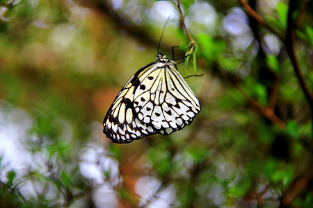黑白蝴蝶毛虫白色热带翅膀花园若虫静脉树叶森林树木图片