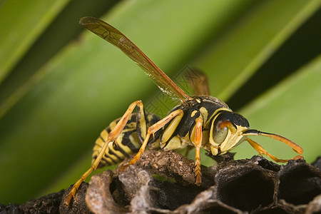 黄蜂花生饼干天线翅膀昆虫宏观危险警告害虫黄色黑色动物图片
