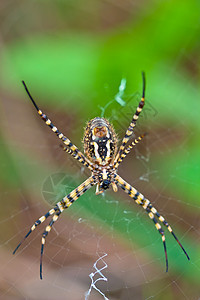 蜘蛛 阿吉波布伦尼奇宏观动物昆虫危险漏洞野生动物条纹食肉捕食者黄色图片