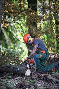 一个林业工人锯树干图片