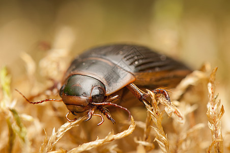 Dyticus 边缘性生物学昆虫学昆虫盖子宏观触角荒野天线棕色甲虫图片