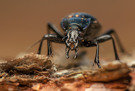 焦玻璃灯生物学动物群黑色甲虫捕食者昆虫漏洞鞘翅目盖子触角图片