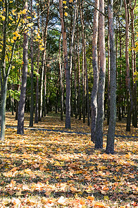 秋季公园森林胡同季节植物木头叶子橙子花园金子阳光图片