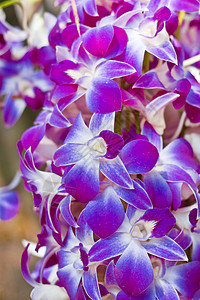 美丽的兰花花束背景环境紫色花瓣热带装饰植物群植物农村图片