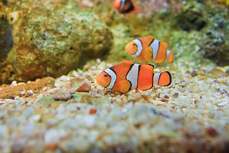 泰国Rayong省水族馆内的阿尼米纳鱼热带动物黄色蓝色橙子海洋游泳野生动物海葵红色图片