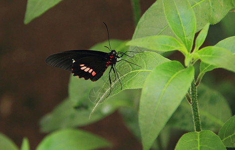 黑蝴蝶和红蝴蝶毛虫树木热带森林花朵花园翅膀树叶红色黑色图片