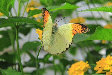 巨型橙蝴蝶图片