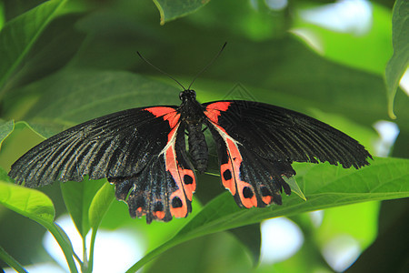 Scarlet 燕尾蝴蝶(黑红)图片