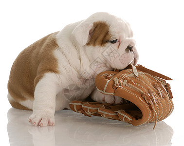 棒球小狗图片
