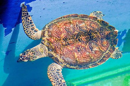 泰国Rayong省水族馆的海龟生活旅行潜水生物学动物盐水热带荒野海滩潜水员图片