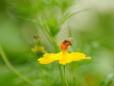 蜜蜂和鲜花花粉晴天野生动物心皮蜂巢绿色昆虫黄色动物工蜂图片