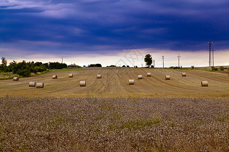 夏季风力涡轮机日光玉米地平线发电机粮食电压天空小麦环境桅杆图片