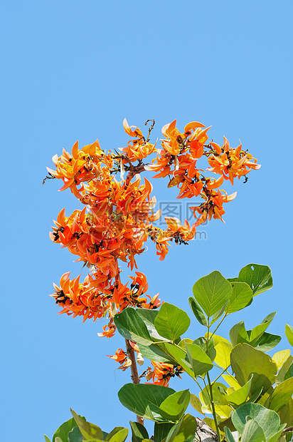 橙色花朵叶子美丽黄色晴天天空橙子蓝色花瓣公园绿色图片