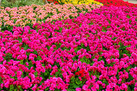 泰国 尼斯花花园图片