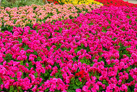 泰国 尼斯花花园图片