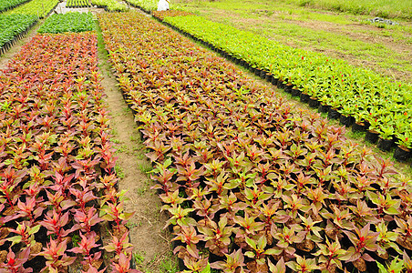 泰国农场的同种树苗种类相同收成植物生长花园叶子温室培育栽培地球土地图片
