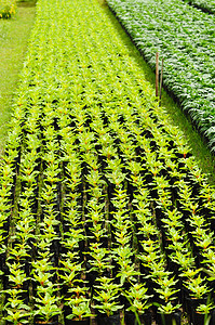 泰国农场的同种树苗种类相同发芽植物生长生产收成幼苗绿色地球美食农业图片