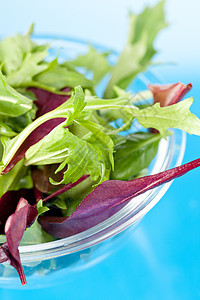 新鲜沙拉叶蔬菜沙拉沙拉盘菊苣炊具叶子绿色蓝色火箭花园图片