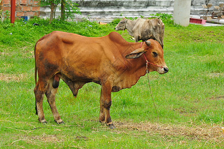 绿地上的棕褐牛喇叭热带果皮预报奶牛老板野生动物生物牧场力量图片