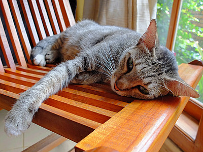 猫躺在木椅上图片