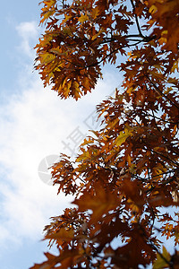 秋季环境金子花园紫色季节植物叶子森林阳光公园图片