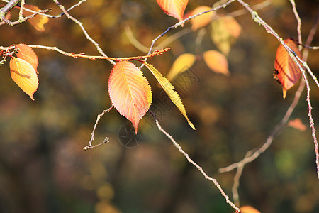 秋天的树叶叶子花园植物太阳公园季节阳光金子紫色橙子图片