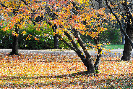 公园环境阳光树叶森林植物群叶子季节植物金子紫色图片