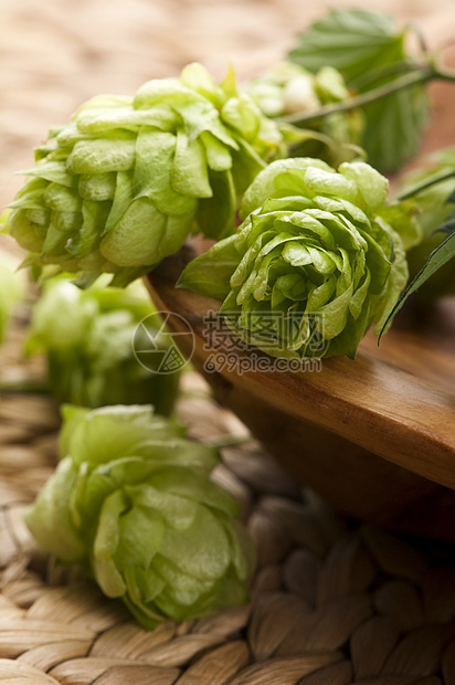 欢腾的圆锥和叶子树叶植物生产草本植物登山者啤酒锥体药品狼疮雌激素图片