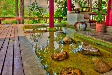 泰国弹簧树木天空波纹化妆品竹子木头浴缸岩石传统图片