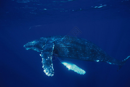 蓝鲸海洋图片