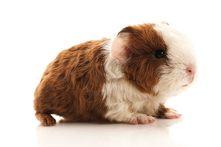 婴儿实验性小猪仓鼠哺乳动物棕色胡须头发白色毛皮宠物耳朵鼻子图片