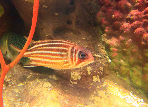 泰国Rayong省水族馆的鱼类蓝色黄色白色海葵热带橙子红色两栖海洋条纹图片