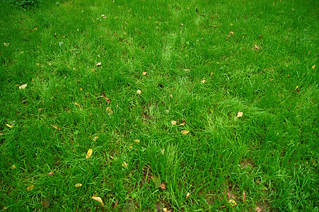 绿草的近距离图像草地叶子足球框架植物墙纸公园牧场场地院子图片