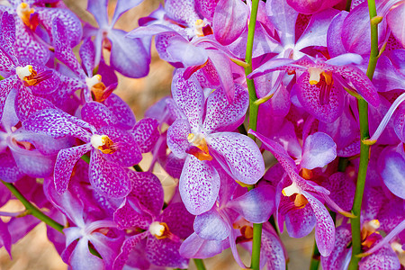美丽的兰花植物学农村植物群花束热带花园环境花瓣风格装饰图片