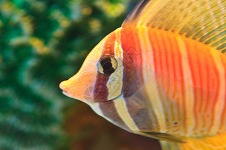 泰国Rayong省水族馆内的阿尼米纳鱼海洋热带游泳橙子蓝色红色黄色生活单眼皮条纹图片